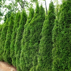 Green Giant Arborvitae